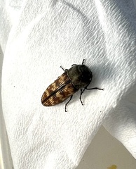 Acmaeodera cribricollis