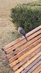 Mimus saturninus