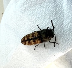 Acmaeodera cribricollis