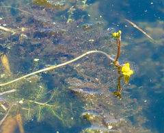 Utricularia