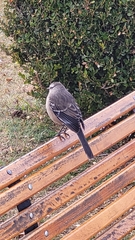 Mimus saturninus