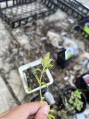 Monarda citriodora