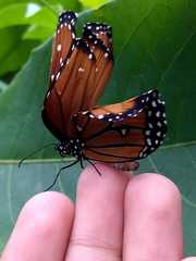 Danaus gilippus