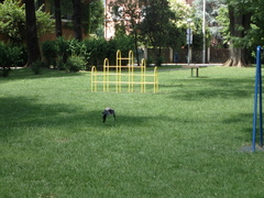 Corvus cornix