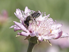 Megachile canariensis