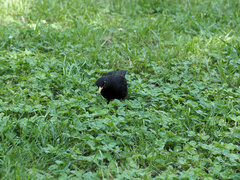 Turdus merula