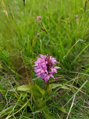 Dactylorhiza