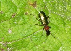 Calleida punctata