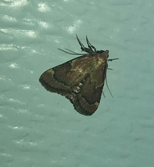 Hypsopygia intermedialis