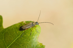 Grammoptera ustulata