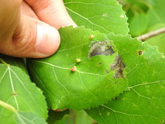 Harmandiola globuli
