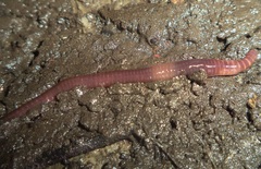Eisenia fetida