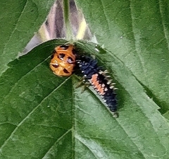 Harmonia axyridis