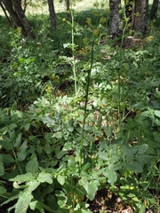 Opopanax chironium