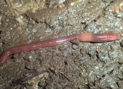 Eisenia fetida