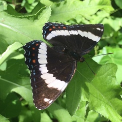 Limenitis arthemis rubrofasciata