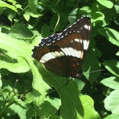 Limenitis arthemis rubrofasciata