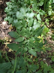 Opopanax chironium