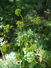 Opopanax chironium