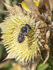 Megachile canariensis