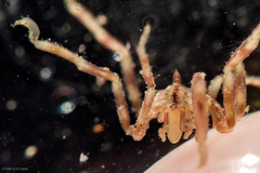 Ammothea hilgendorfi