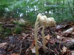 Monotropa hypopitys hypopitys