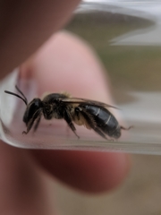 Andrena bradleyi