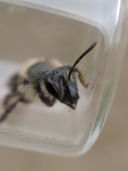 Andrena bradleyi