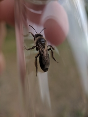 Andrena bradleyi
