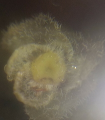 Monotropa hypopitys hypopitys