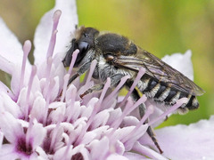 Megachile canariensis