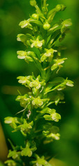 Platanthera flava