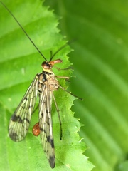 Panorpa cognata