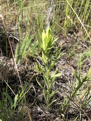 Castilleja lutescens