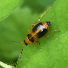 Phyllobrotica
