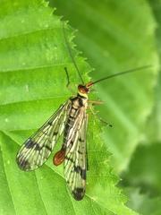 Panorpa cognata