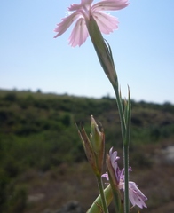 Dianthus carbonatus