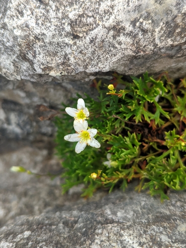 Image of Saxifraga trifurcata by (c) Denys Vynokurov, some rights reserved (CC BY)