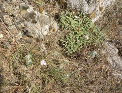 Dianthus carbonatus