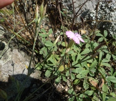 Dianthus carbonatus