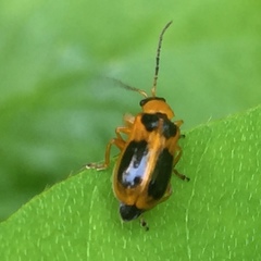Phyllobrotica