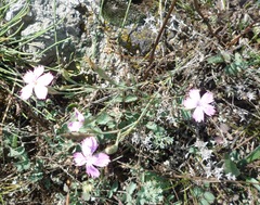 Dianthus carbonatus