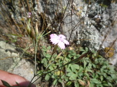 Dianthus carbonatus