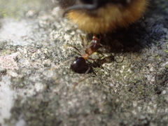 Lasius