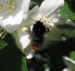 Bombus lapidarius