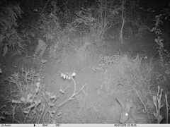 Sylvilagus cunicularius