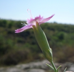 Dianthus hypanicus