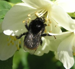 Bombus lapidarius