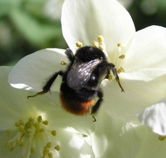 Bombus lapidarius