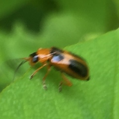 Phyllobrotica